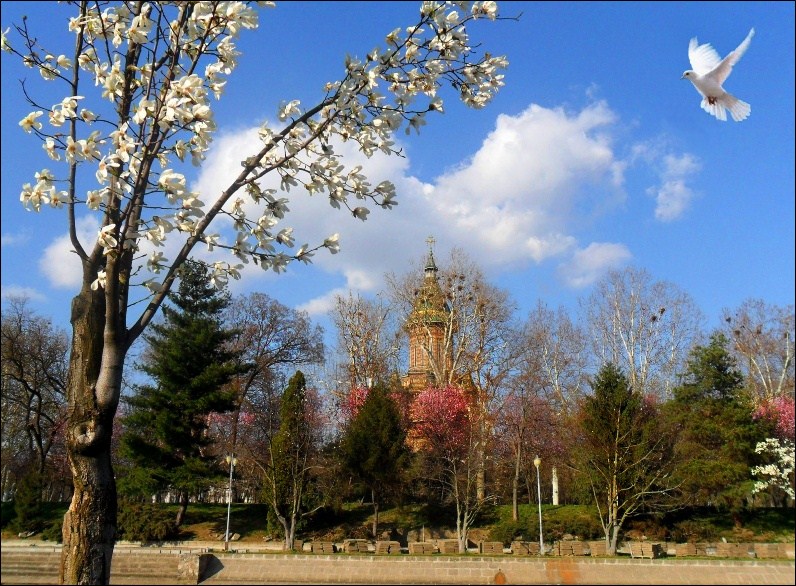 Metropolitan Cathedral of Timisoara