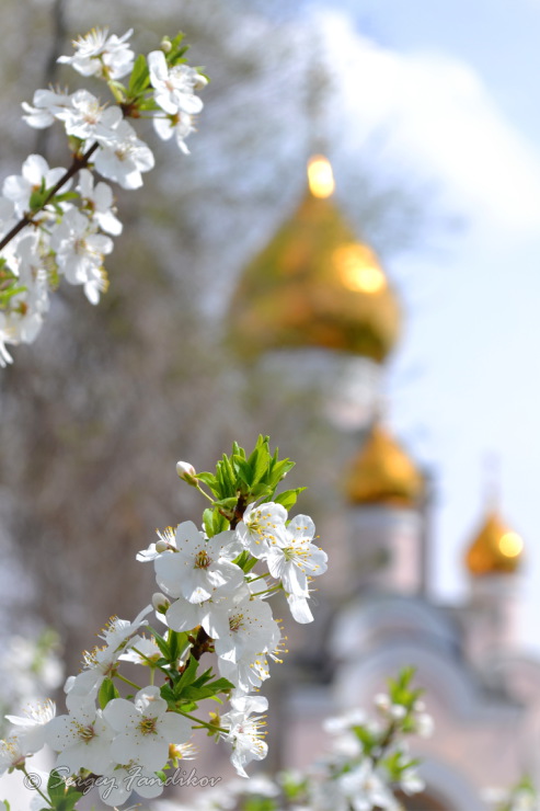 Свято-Владимирский храм
