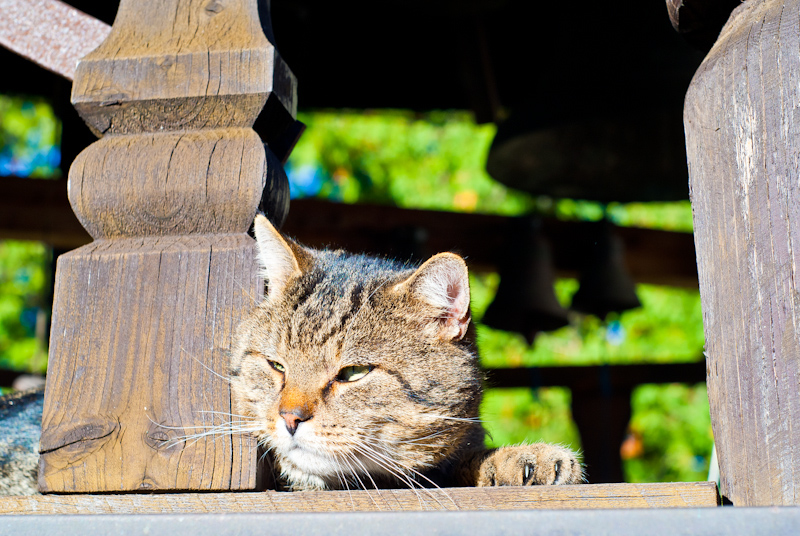 A cat on the belltower