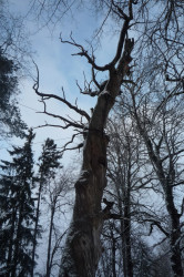 lugevi 
дуб 
2015-01-22 17:10:09