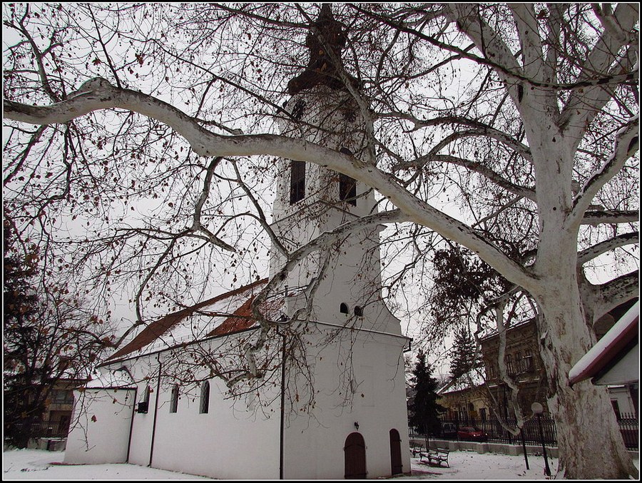 White Church, white Tree (Sremski Karlovci)