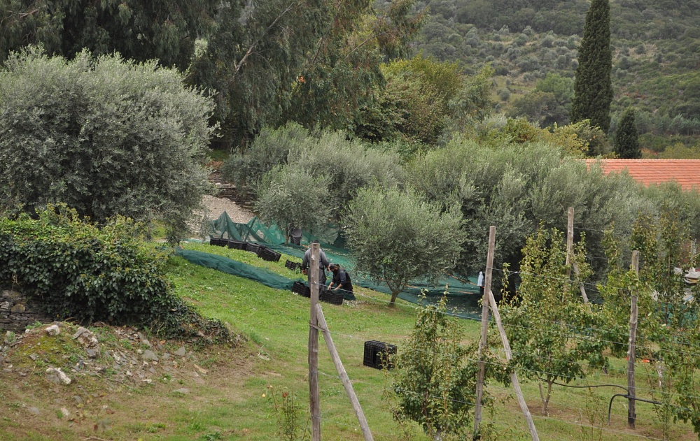 Ιερά Μονή ΒΑΤΟΠΕΔΙΟΥ - Holy Monastery of VATOPEDION - Монастырь Ватопед 2014 (8)