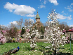 ursiy 
Metropolitan Cathedral of Timisoara 
2015-05-01 21:13:42