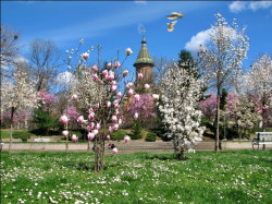 ursache 
Metropolitan Cathedral of Timisoara 
2015-05-01 21:14:35