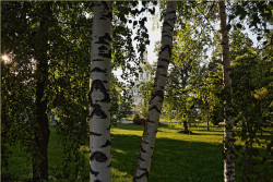 tolmargarita 
Дивеево. Святая Канавка 
2015-06-09 11:12:00
