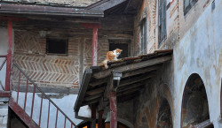 AleksaSrbin 
Хиландарска маца 
57 
2015-10-23 23:14:48
