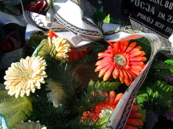 szolucha.w 
Gniazdo ptaka na grobie 
2015-12-07 17:40:59