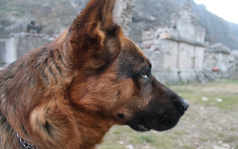 Чувар Манастира Св.Архангела -Призрен   Keeper of Monastery St.Arhangel -Prizren