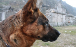 nadezda 
Чувар Манастира Св.Архангела -Призрен   Keeper of Monastery St.Arhangel -Prizren 
2016-05-04 13:29:40