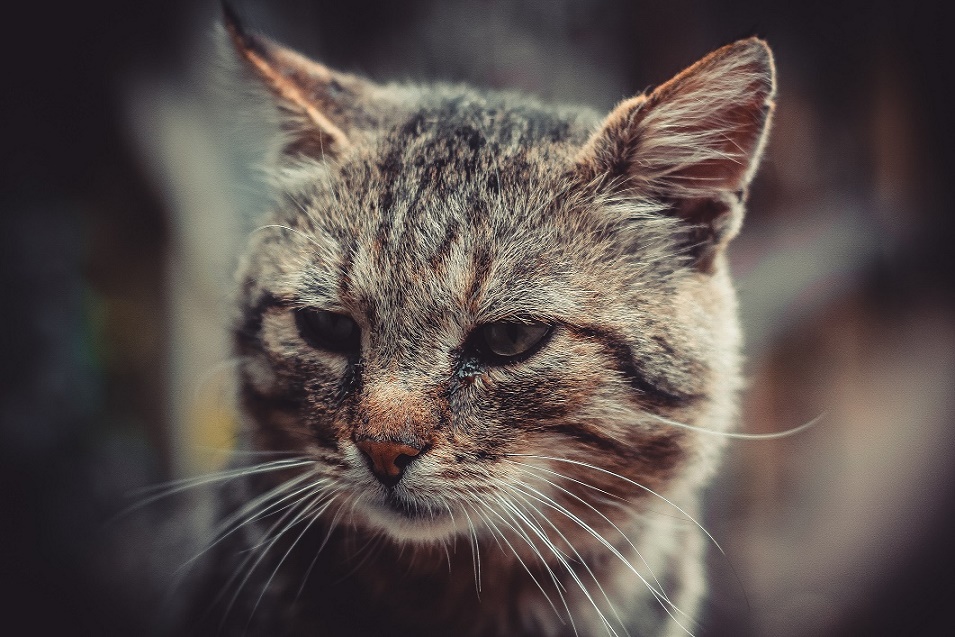 Grabarka&#039s cat. 