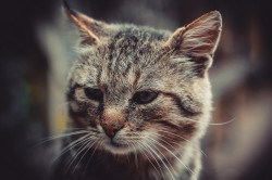 ArtemiJ 
Grabarka&#039s cat.  
2016-11-04 20:12:39