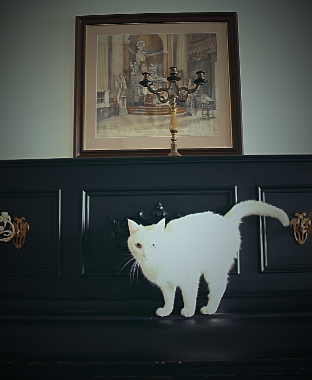 Eyes of monastic cat