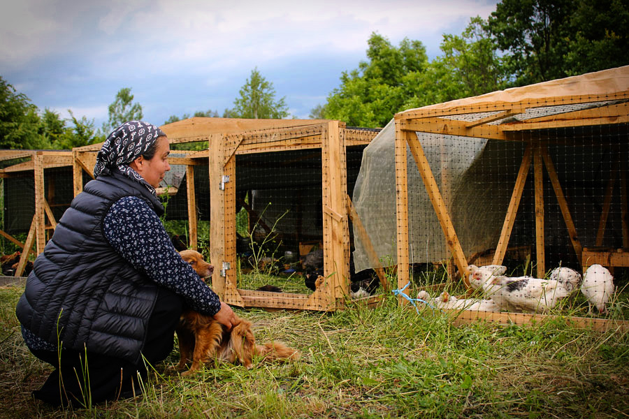 Chickens and spectators