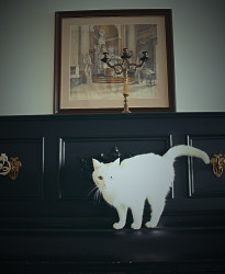 s.nektaria 
Eyes of monastic cat 
2016-12-10 22:38:08