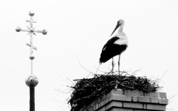 Adam Falkowski 
 
2016-12-11 17:06:22
