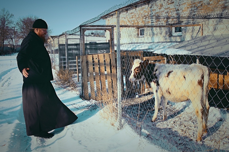 The bishop & a little cow 