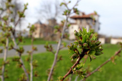 s.nektaria 
Spring is coming 
0 
2017-03-02 20:10:36