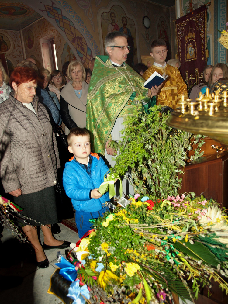 Niedzila palmowa(2)