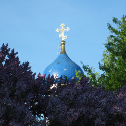 gomelchanin 
Бэз цвіце 
2017-05-30 12:17:48