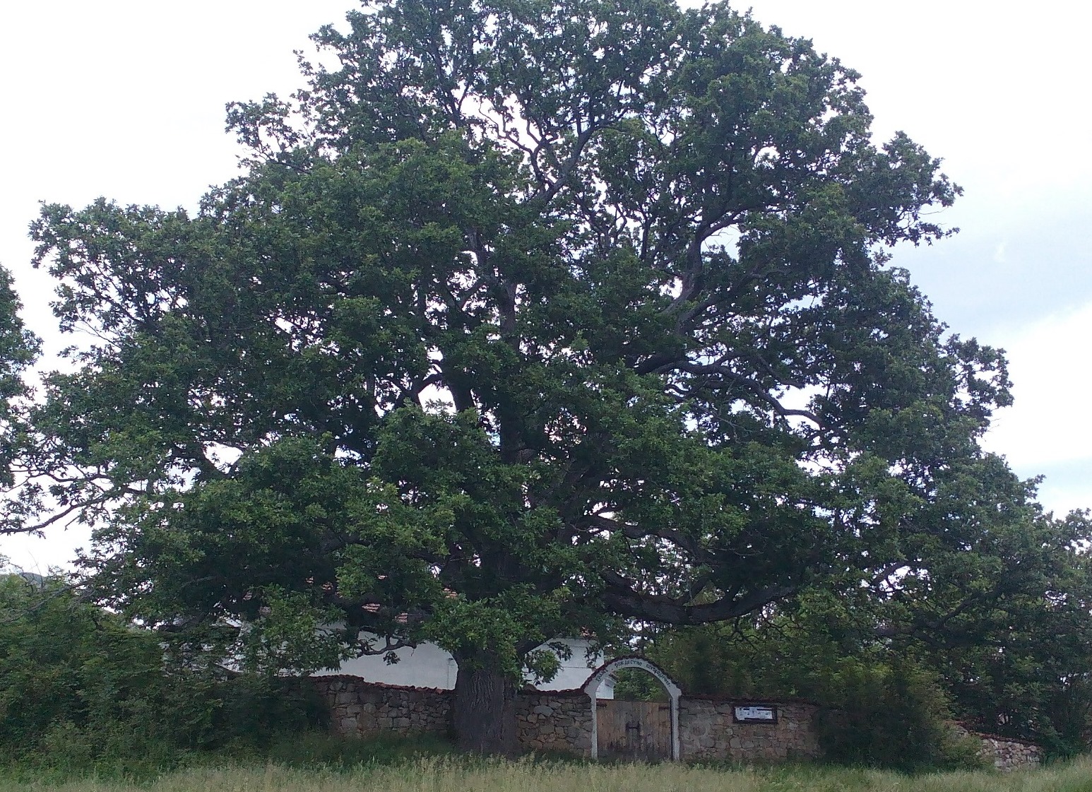 The Church under the Oak Tree, village of Nasalevtsi
