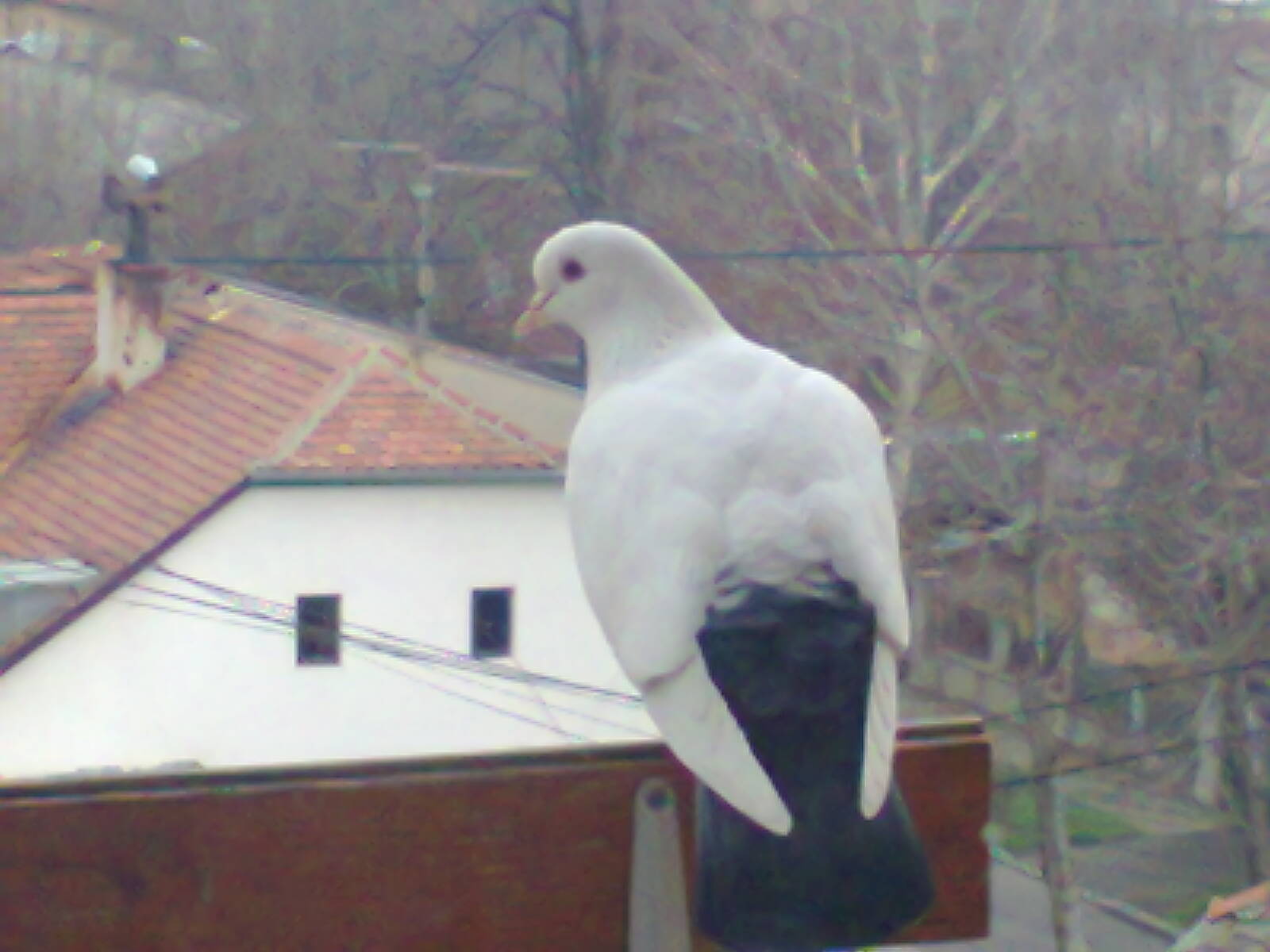 Sveti Duh
