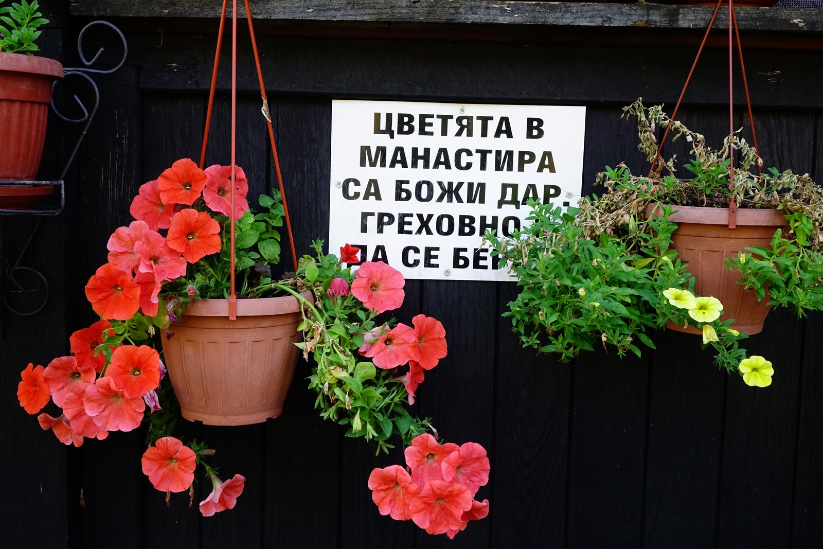 The flowers for Christ. Botoshevski Convent