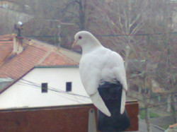 maanjaabramovic 
Sveti Duh 
2017-08-23 22:36:12