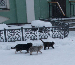 AlexandraP 
Монастырские коты-разбойники 
2018-02-19 15:34:20