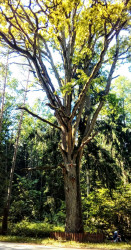 bodom13 
Krzyż 2 
2018-06-15 12:12:02