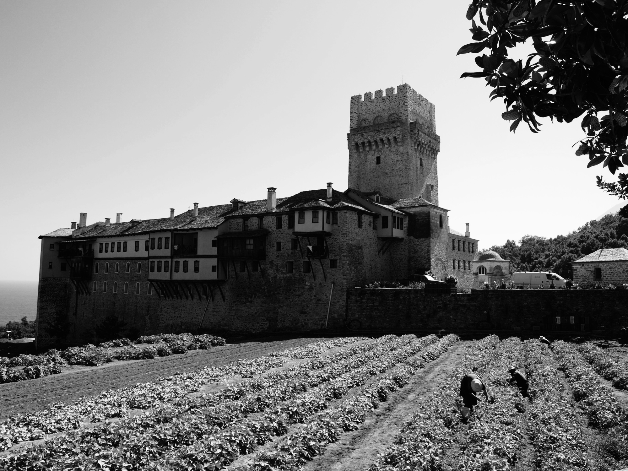 Karakal