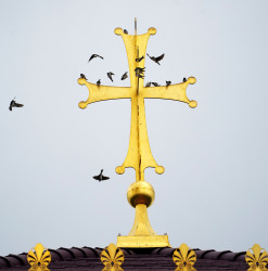 jarek1 
Birds in Kykkos Monastery... 
2018-09-18 23:22:36