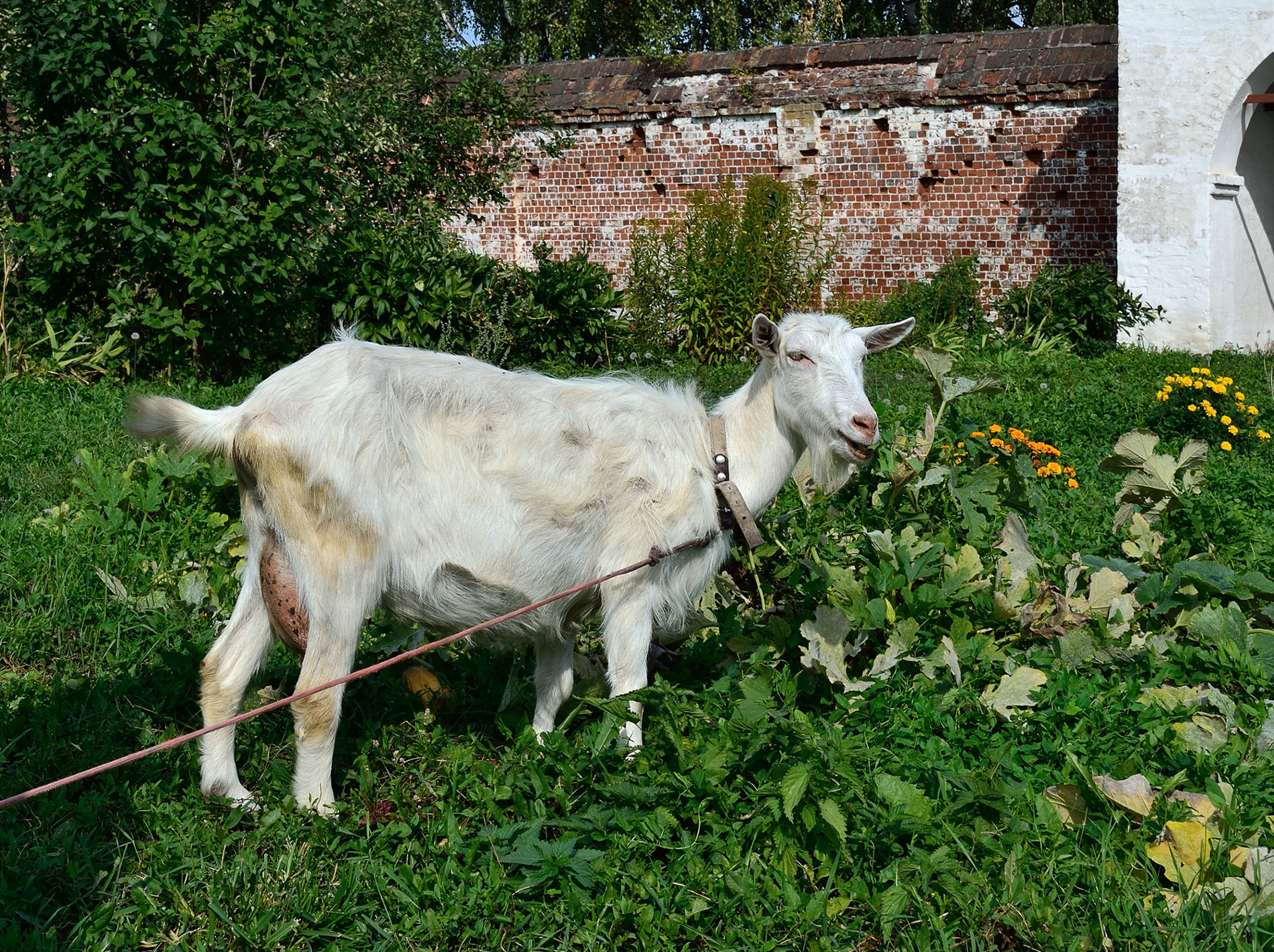 Nuns&#039 Goat