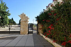 Sheep1389 
Poinsettia next to the gate of the Balamand Monastery 
2019-01-16 11:18:23