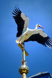 jarek 
In Malesze village... 
2019-07-30 07:09:04