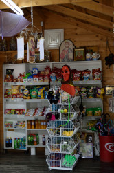 Sheep1389 
Shop in Bran 
2019-10-30 13:19:21