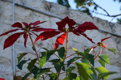 Sheep1389 
Poinsettia in the Balamand monastery in December 
2020-01-15 20:21:22
