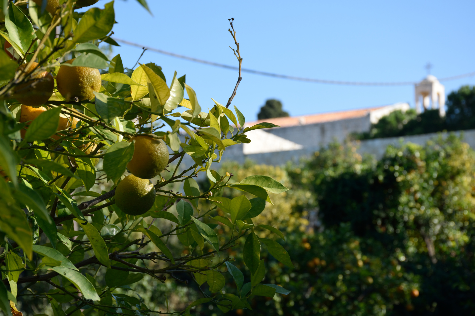 Cytryny i monaster Balamand (1)