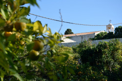 Sheep1389 
Cytryny i monaster Balamand (2) 
2020-05-21 23:57:36