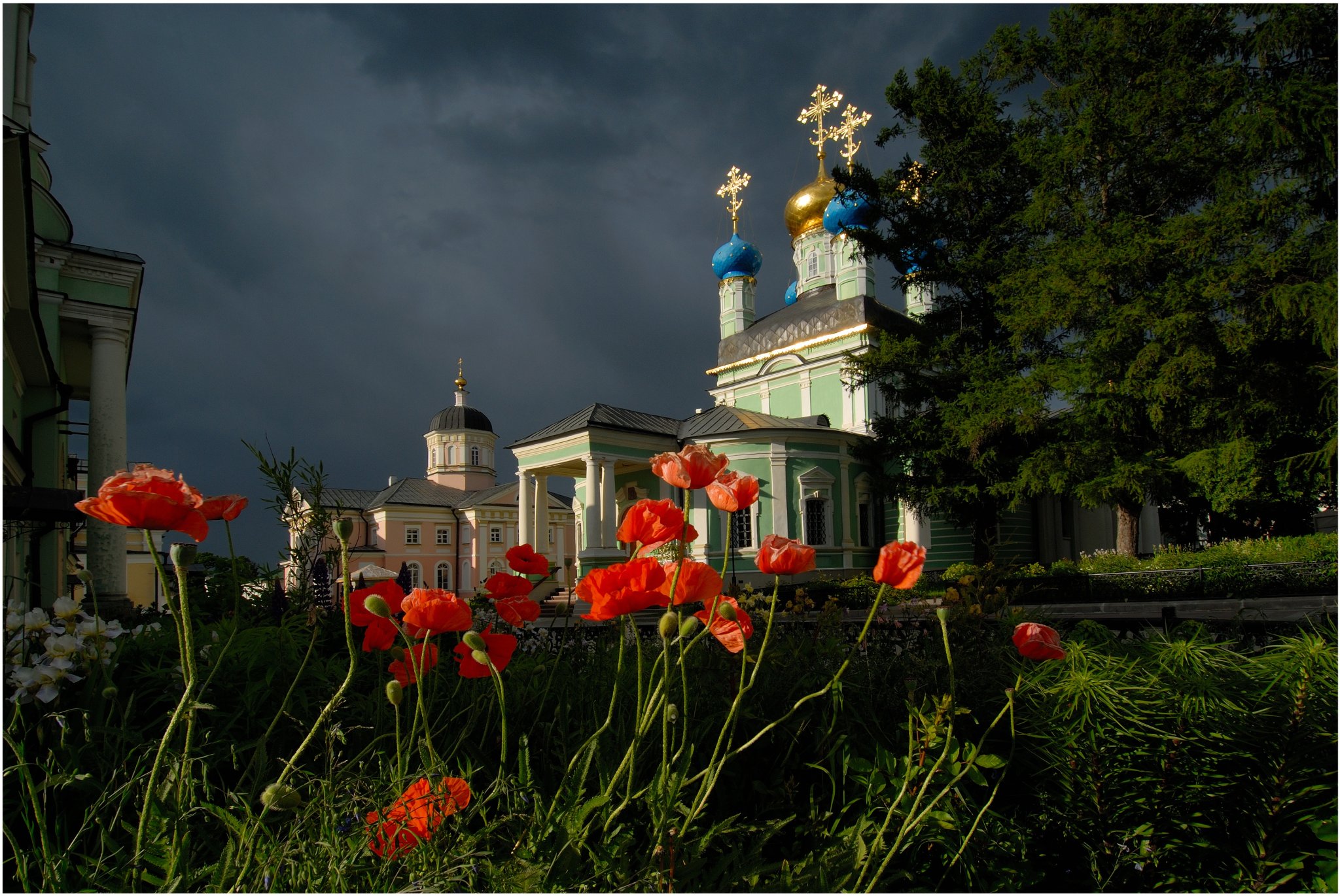Красные маки
