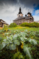 mitranor 
Капуста 
2021-06-22 00:34:07