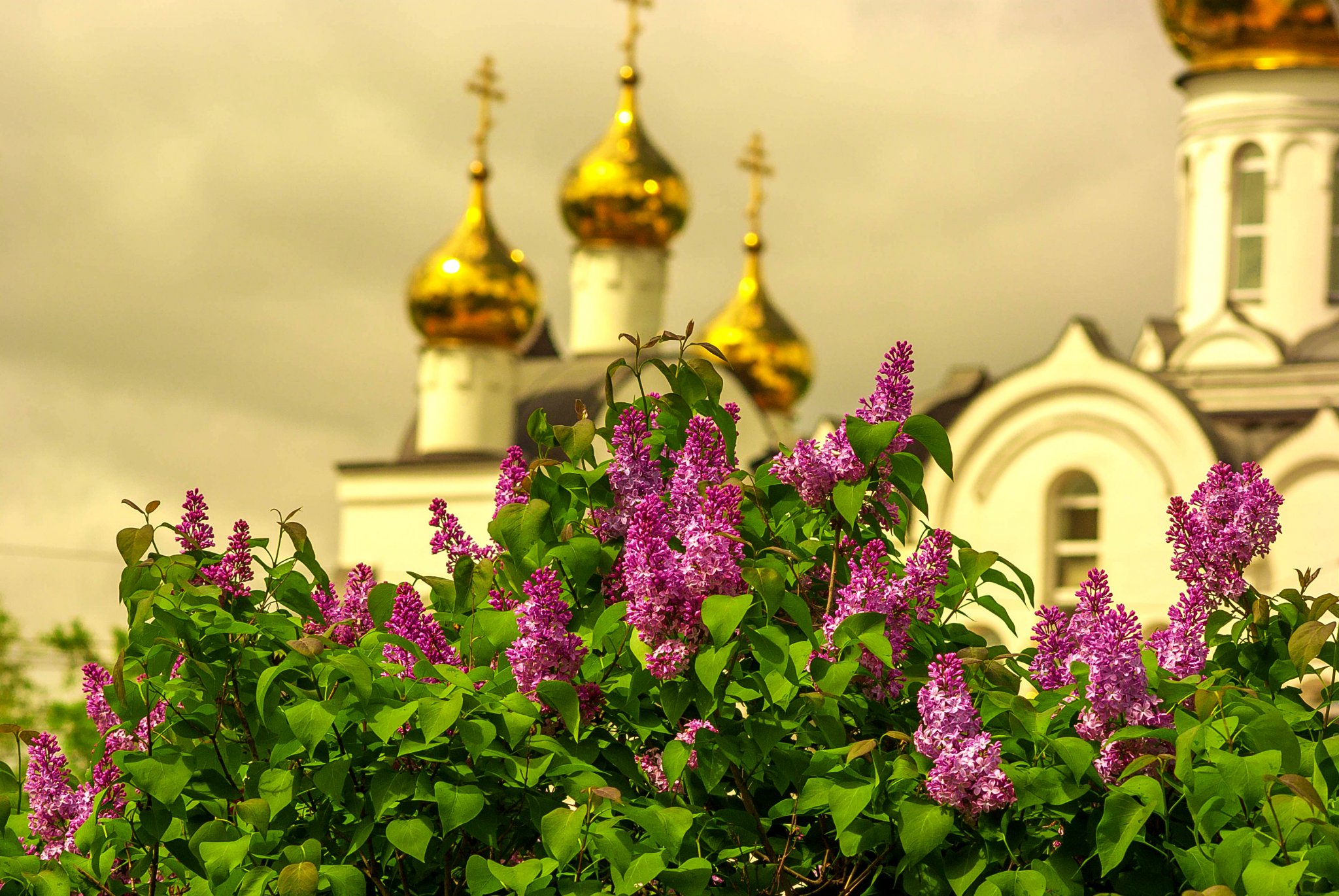 Купола