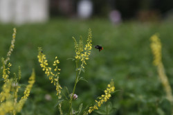 cicadadetta 
Трудяга 
2021-07-01 20:11:11