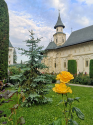 alinaaldea 
Putna Monastery behind yellow rose 
2021-07-07 10:12:46