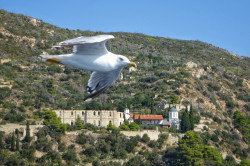 Slobodan. 
Σκήτη Νέα Θηβαΐς и галеб 
2021-12-11 07:57:56