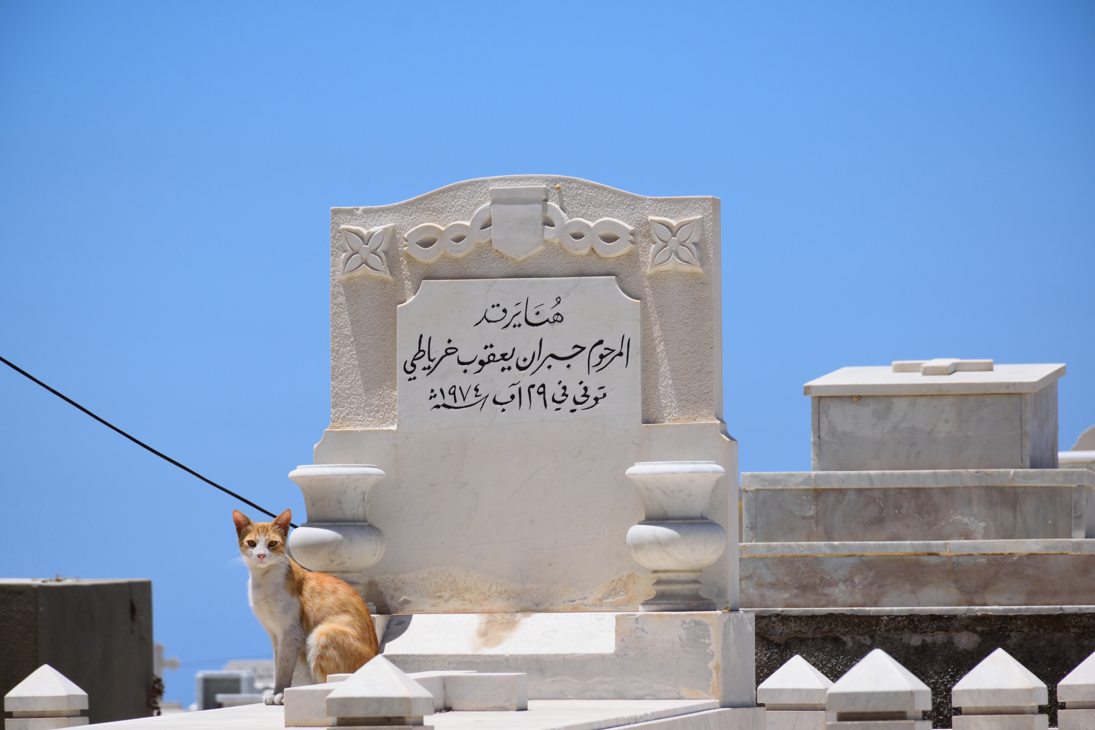 Kitten in an Orthodox cemetery in Tripoli