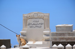 Sheep1389 
Kitten in an Orthodox cemetery in Tripoli 
2022-09-30 23:26:27