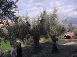 izograf 
mnisi z monasteru przy zbiorach oliwek 
2023-03-02 13:22:11