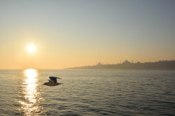 Sheep1389 
Sunset, ex Hagia Sophia and st. Irene churches in Constantinople 
0 
2023-07-03 15:34:07
