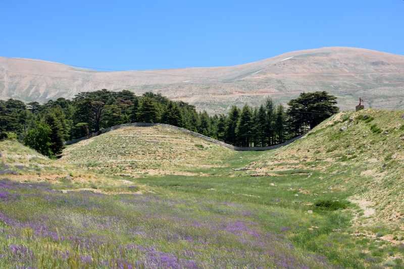 The Lebanese cedars of God