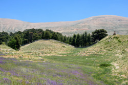 Sheep1389 
The Lebanese cedars of God 
2023-09-24 18:11:14